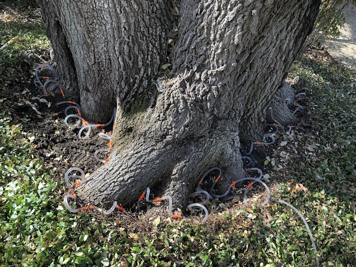 Detailed Tree Cabling and Bracing job site in Matherville