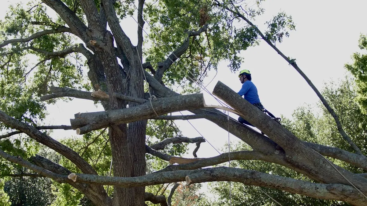 Professional Crown Thinning performed by certified arborists in Matherville