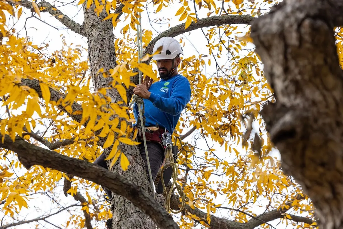 Skilled Tree Pruning crew working in Matherville